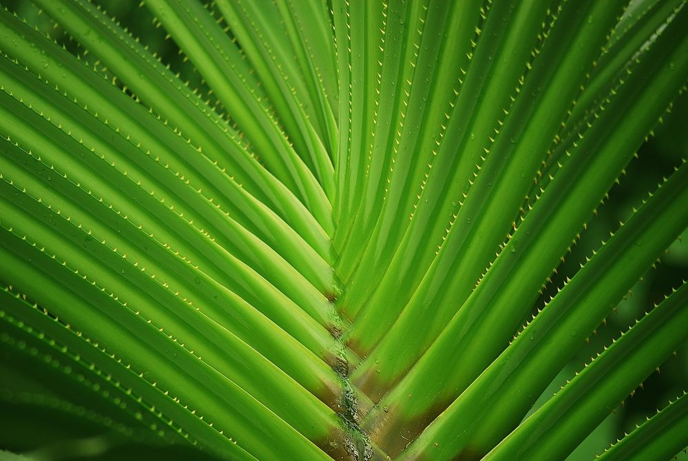 Im Botanischen Garten I