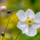 Im Botanischen Garten II