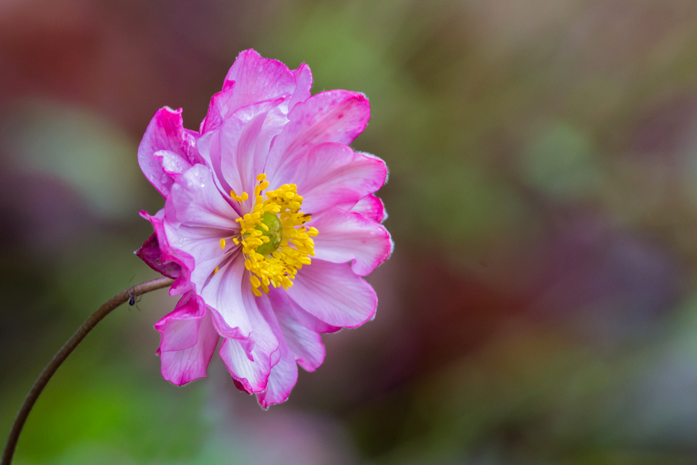 Im Botanischen Garten III