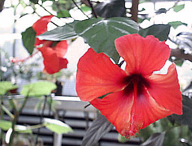 Im Botanischen Garten in der Regensburger Uni