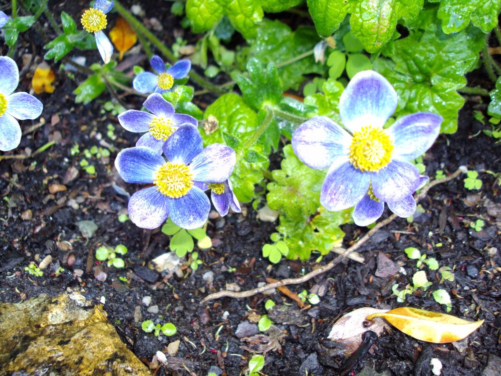 im Botanischen Garten in Edinburgh von Ursula Altengarten 