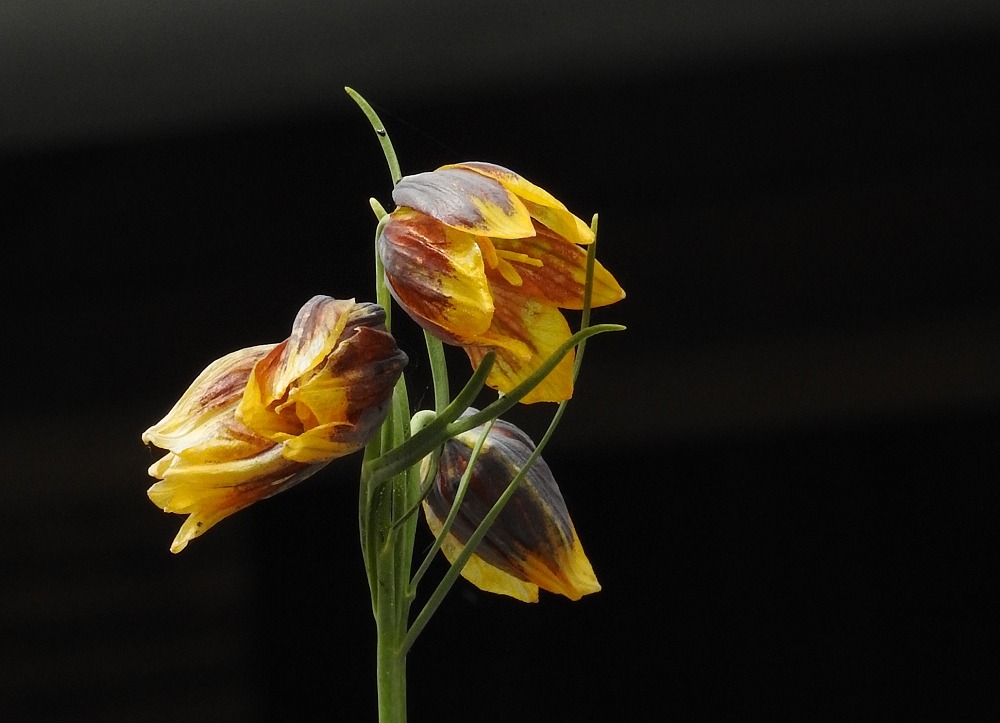 Im Botanischen Garten in Hof..