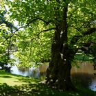 Im Botanischen Garten in Leiden in Holland....