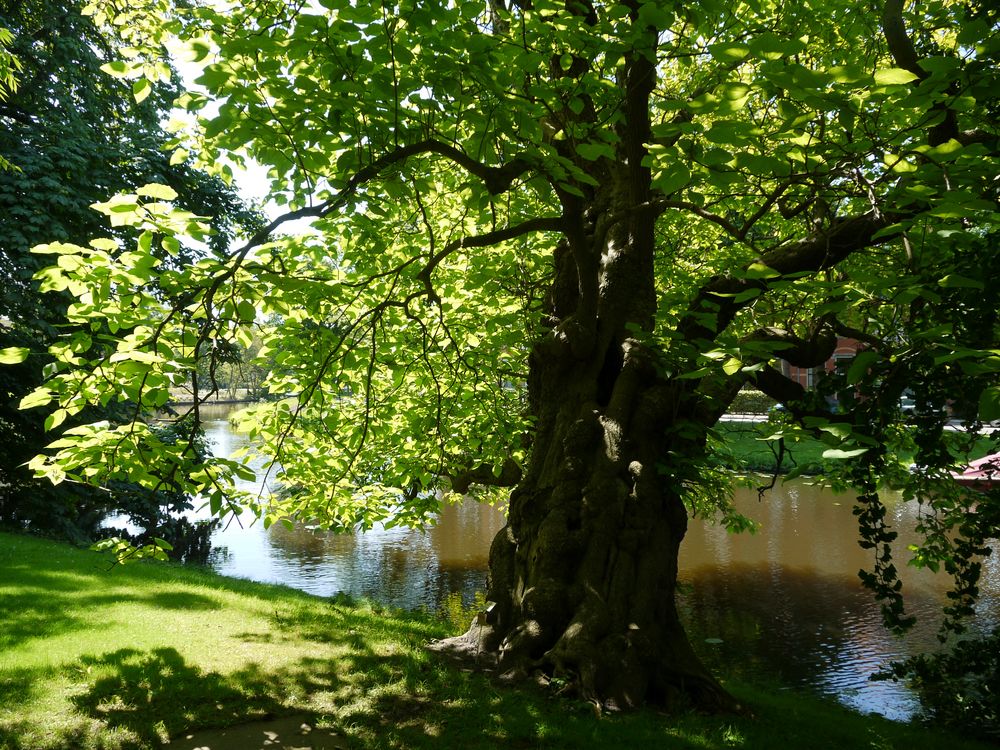 Im Botanischen Garten in Leiden in Holland....