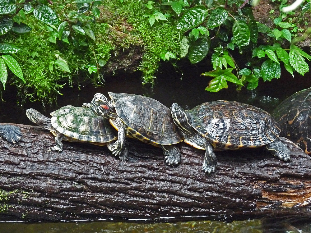 Im botanischen Garten in München