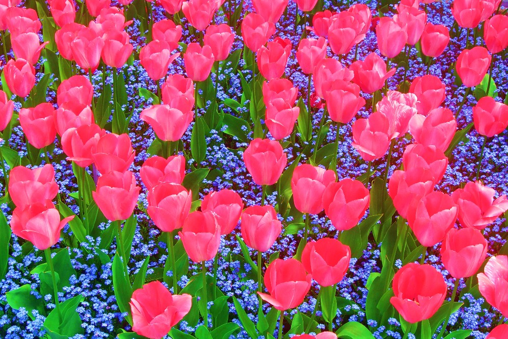 im Botanischen Garten in Münster