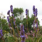 Im Botanischen Garten in Roscoff , Bretagne