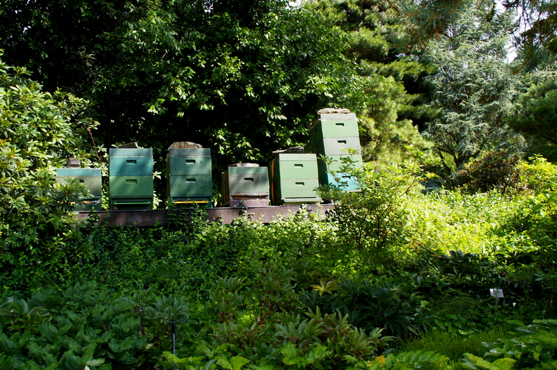 Im Botanischen Garten Klein Flottbek/Hamburg