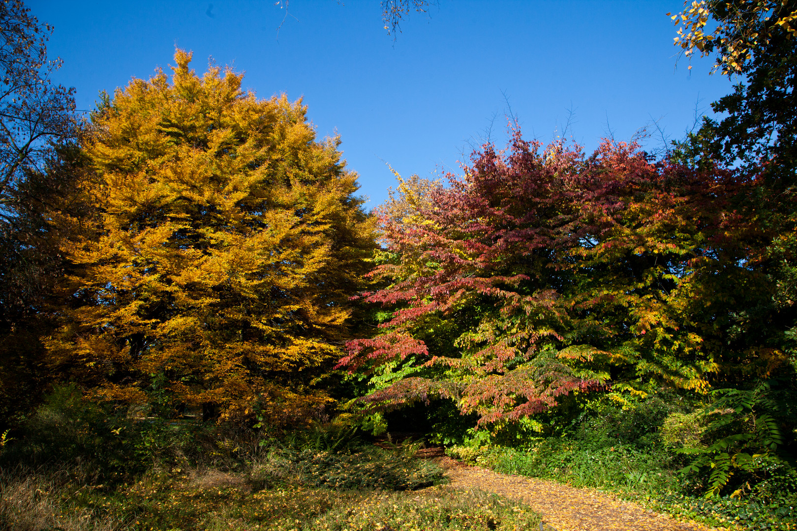 .. im Botanischen Garten Köln ..