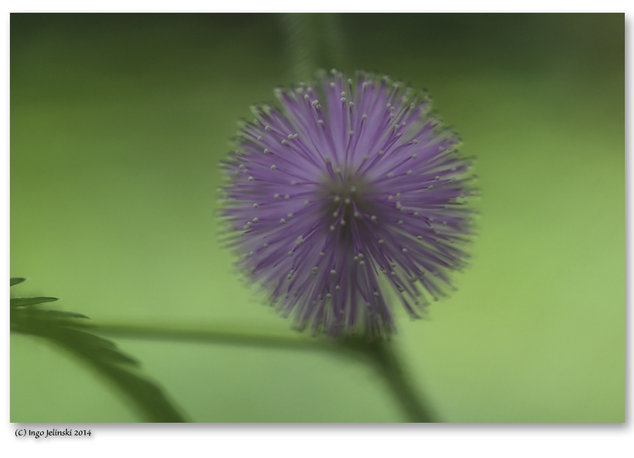 Im Botanischen Garten München 2