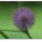 Im Botanischen Garten München 2