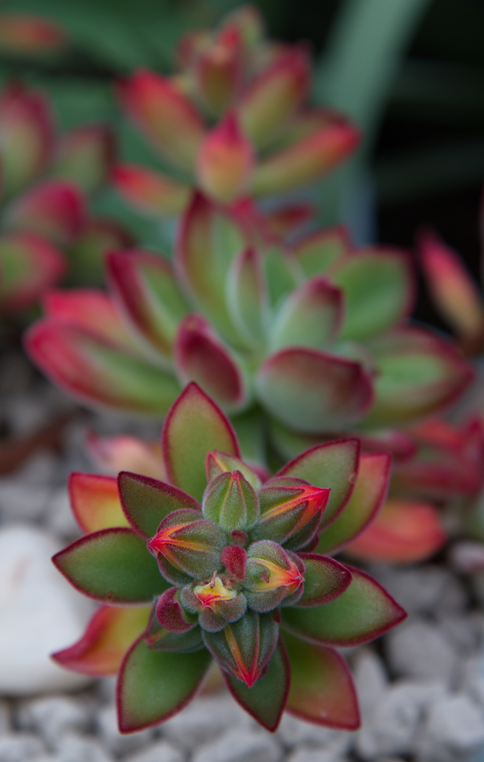 im botanischen Garten München