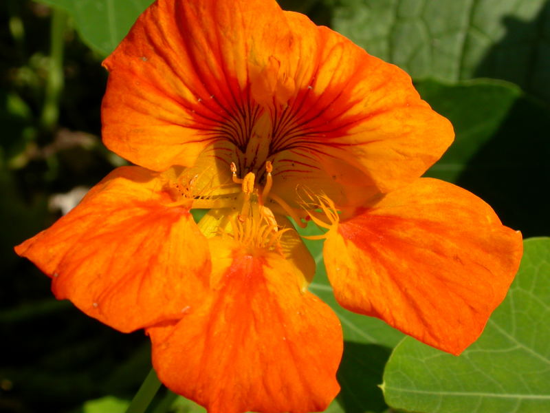 Im Botanischen Garten München unter den Nutzpflanzen zu finden......