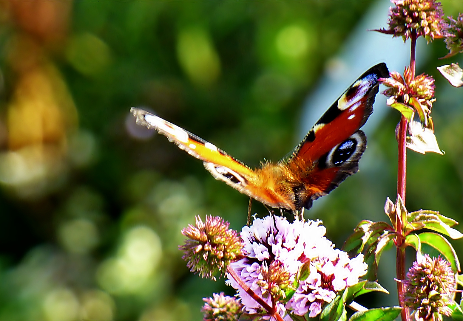 Im Botanischen Garten Münster . . .