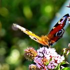 Im Botanischen Garten Münster . . .