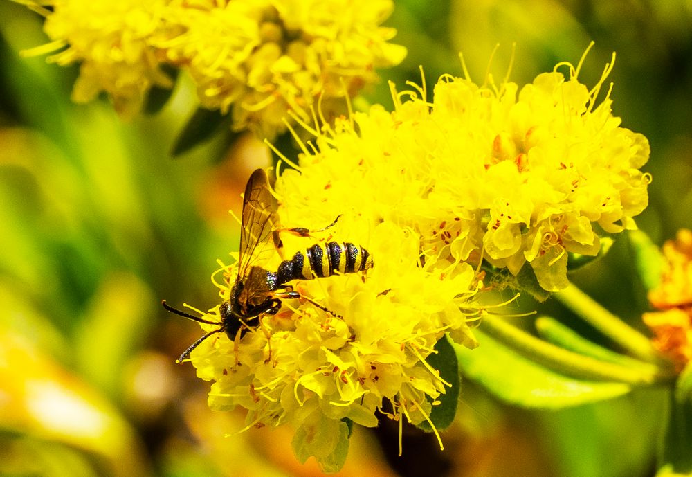 im botanischen Garten-P7230126k