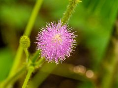 im Botanischen Garten-P7230224