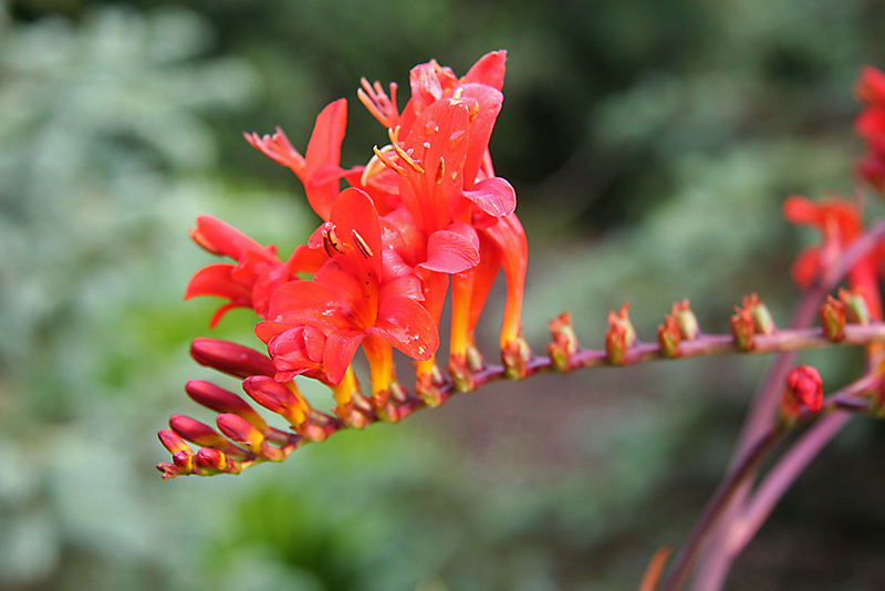 Im Botanischen Garten Reykjavik