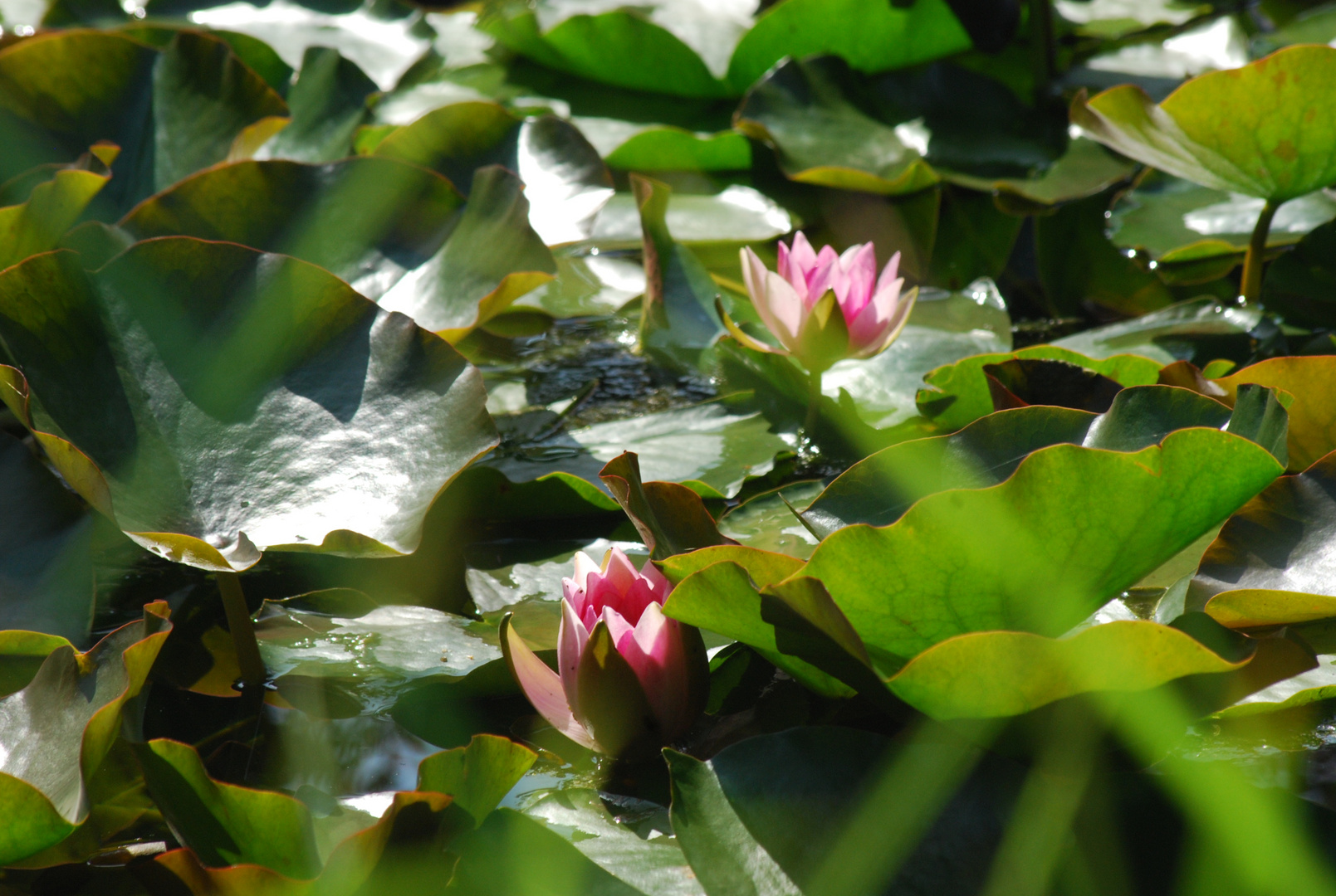 Im Botanischen Garten, Solingen