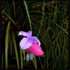 im botanischen Garten, Tropenhaus Basel