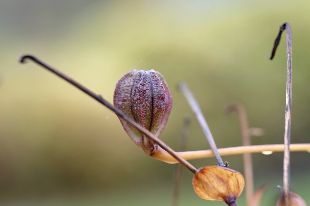 Im Botanischen Garten Tübingen 