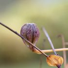 Im Botanischen Garten Tübingen 