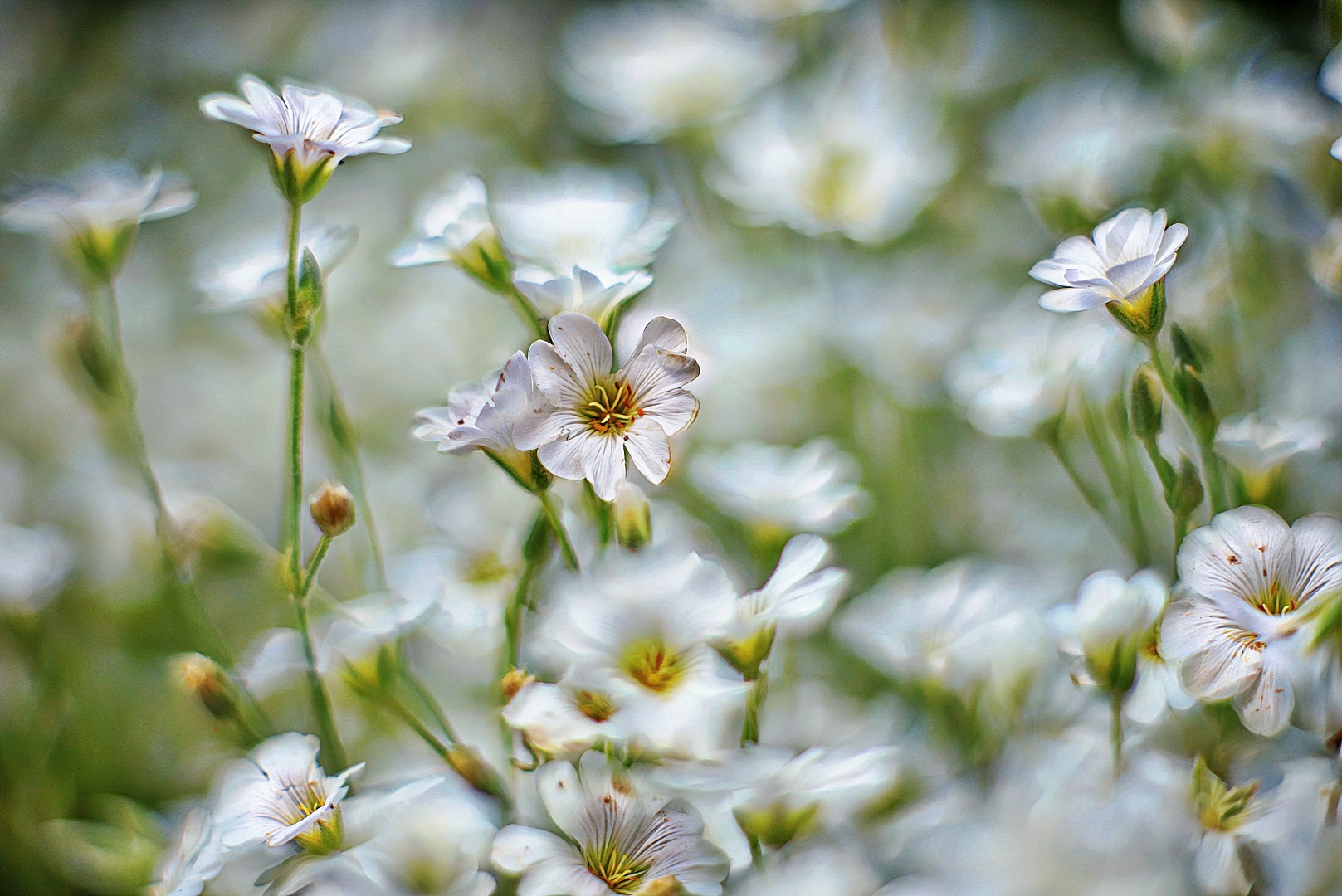 Im Botanischen Garten VI.