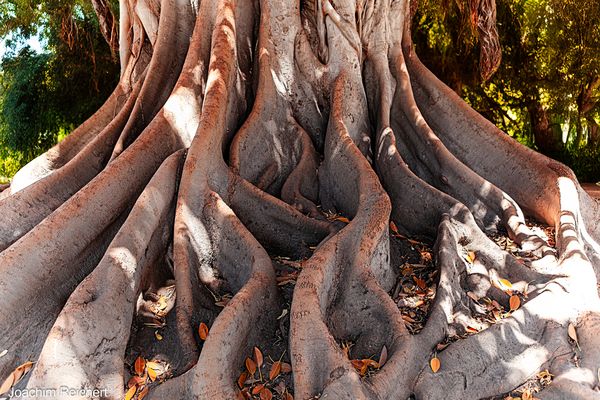 Im botanischen Garten von Algier