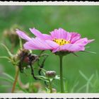 Im Botanischen Garten von Burghausen