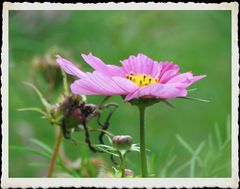 Im Botanischen Garten von Burghausen