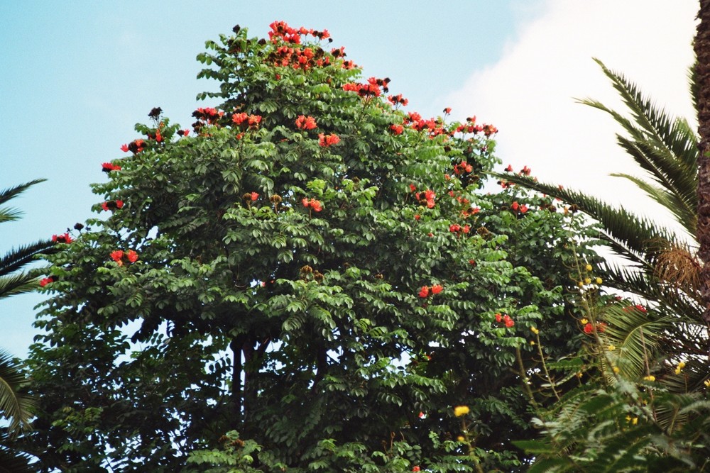 im Botanischen Garten von Casablanca