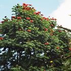 im Botanischen Garten von Casablanca