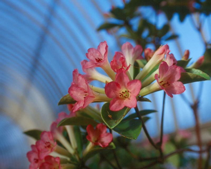 Im botanischen Garten von Dublin