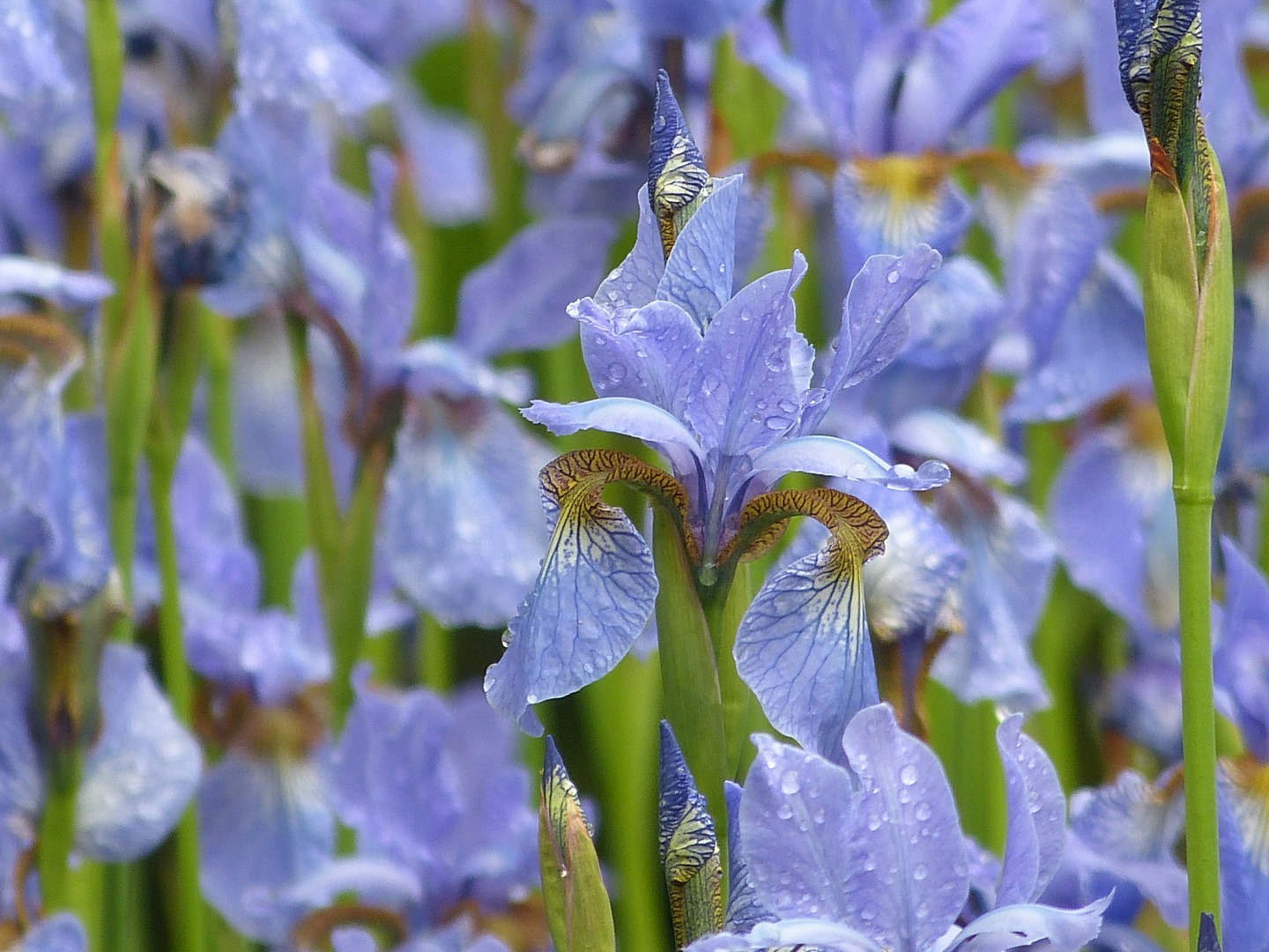 Im Botanischen Garten von Edinburgh...