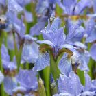 Im Botanischen Garten von Edinburgh...