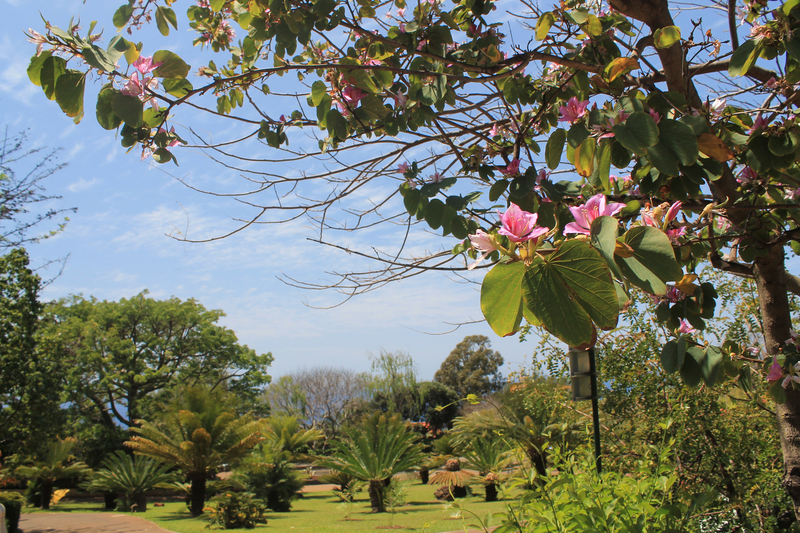 Im Botanischen Garten von Funchal Madeira