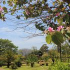 Im Botanischen Garten von Funchal Madeira