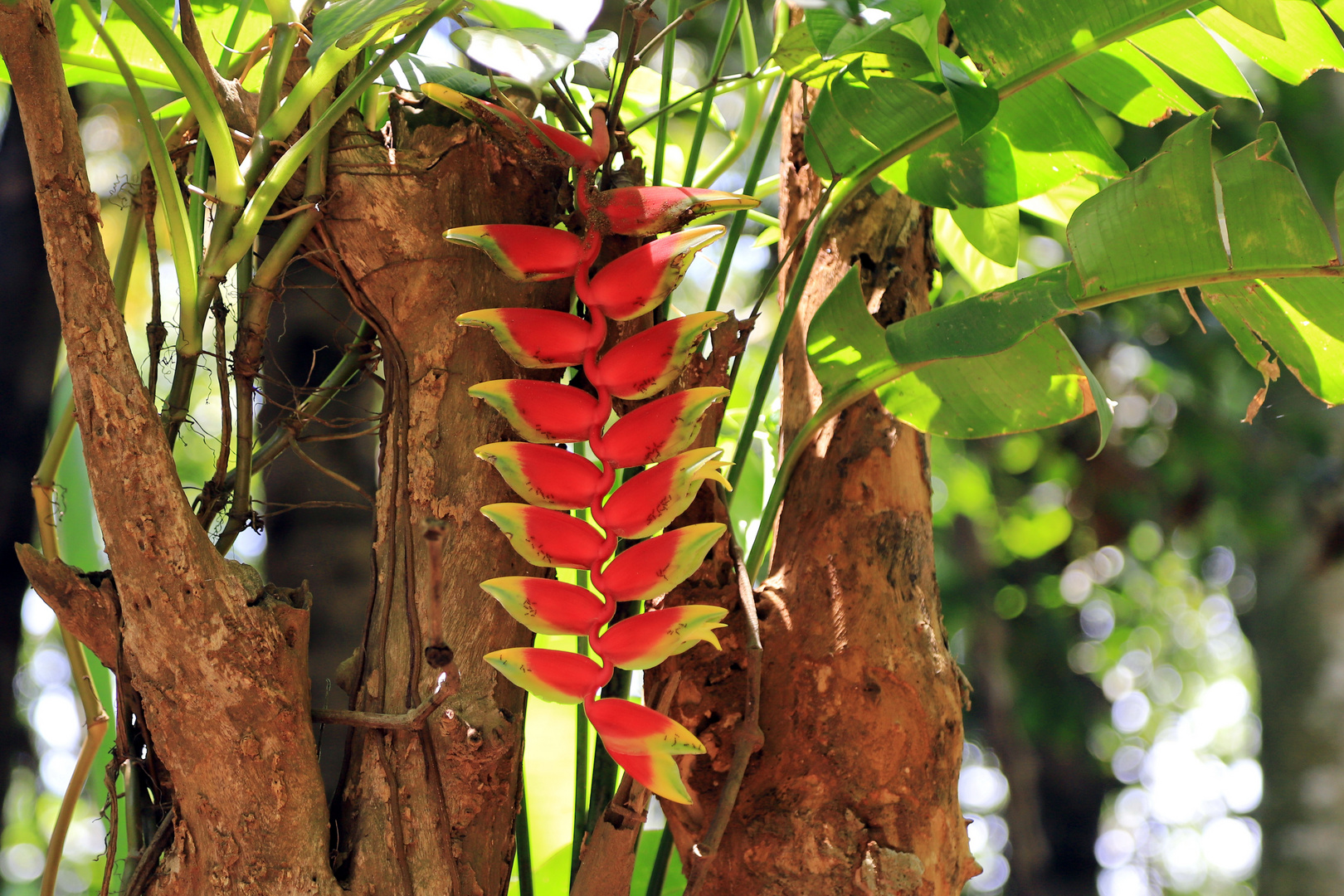 Im Botanischen Garten von Kandy (Sri Lanka)