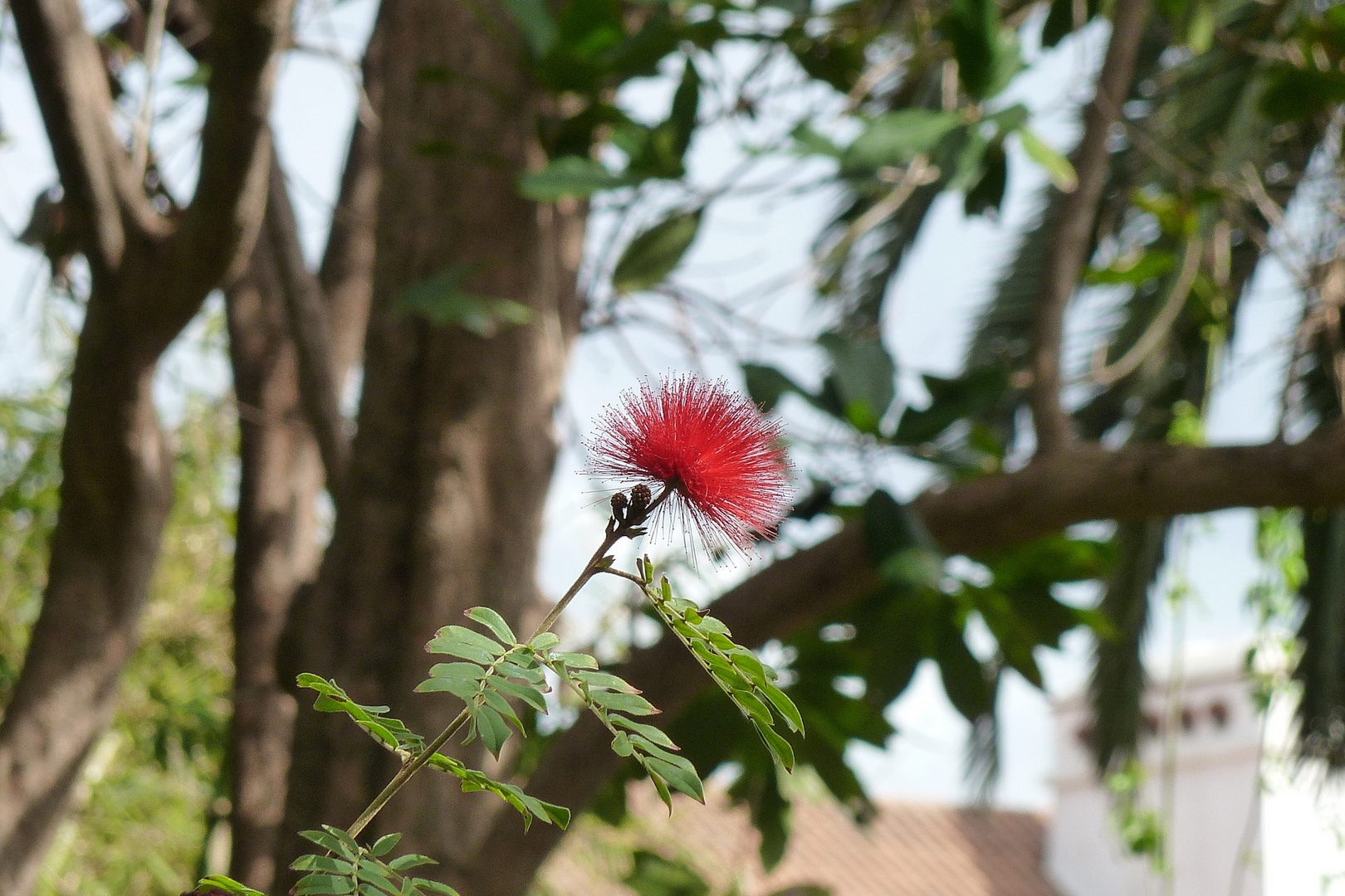 Im Botanischen Garten von Puerto de La Cruz, Teneriffa