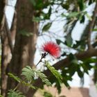 Im Botanischen Garten von Puerto de La Cruz, Teneriffa