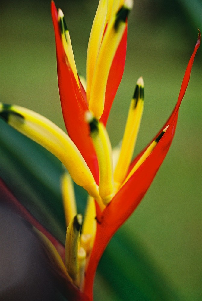 Im botanischen Garten von Singapur