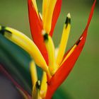 Im botanischen Garten von Singapur