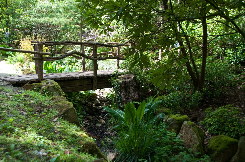 im botanischen Garten von Tübingen Foto & Bild