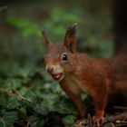 Im botanischen Garten Wien