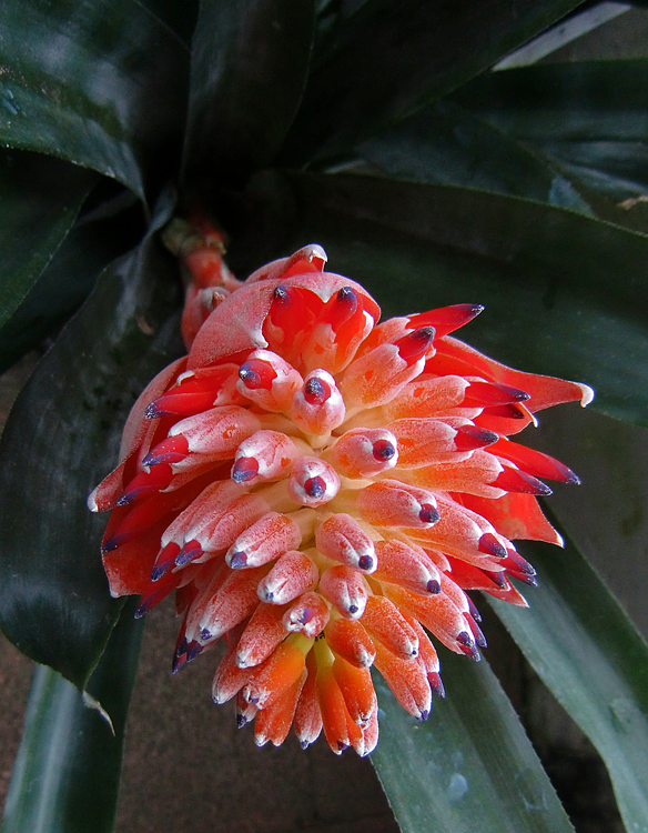 im Botanischen Garten Würzburg