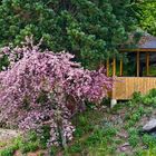 Im Botanischen Garten zu Klagenfurt