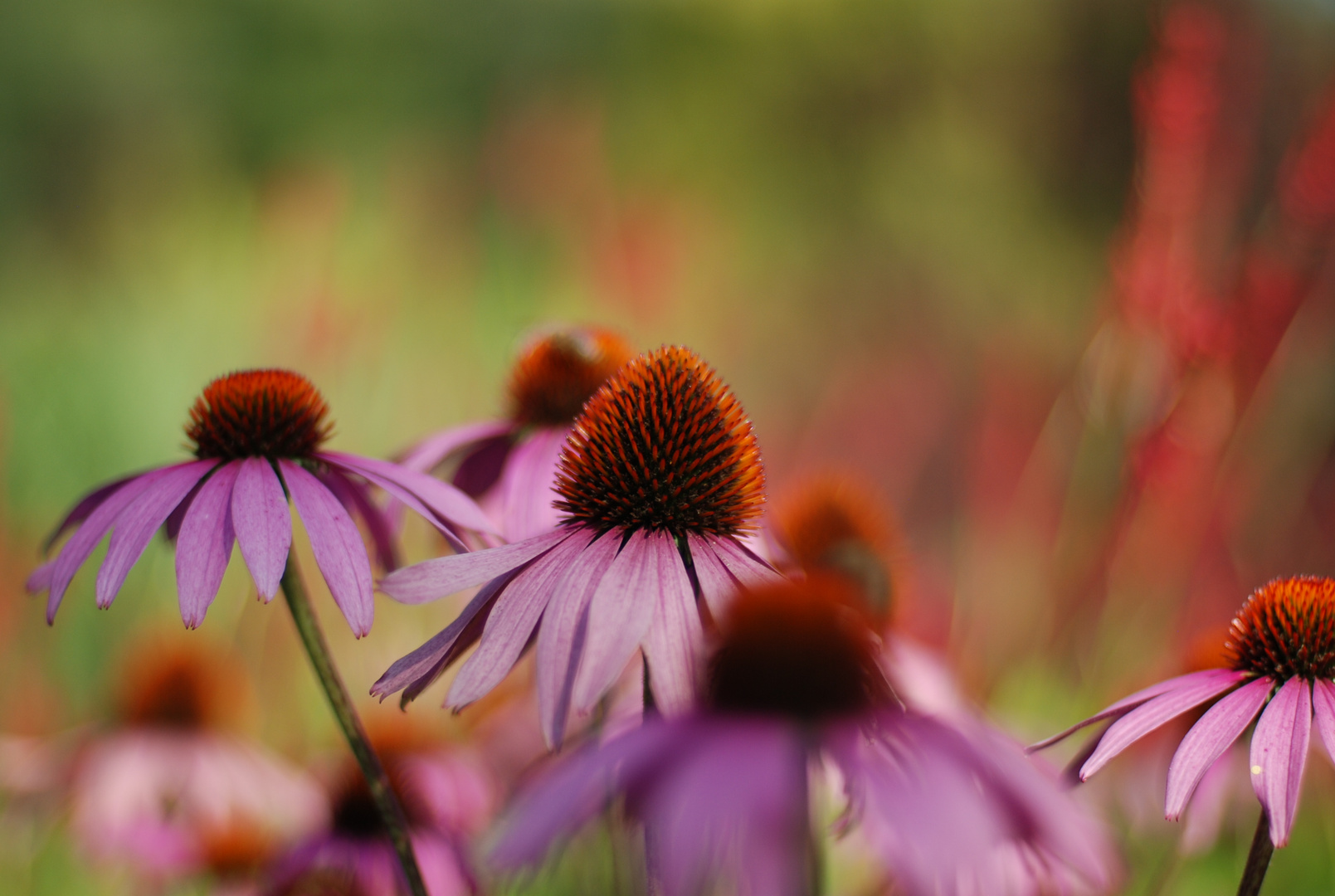 Im botanischen Garten7