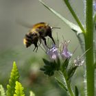 Im Botanischen Garten/Flora