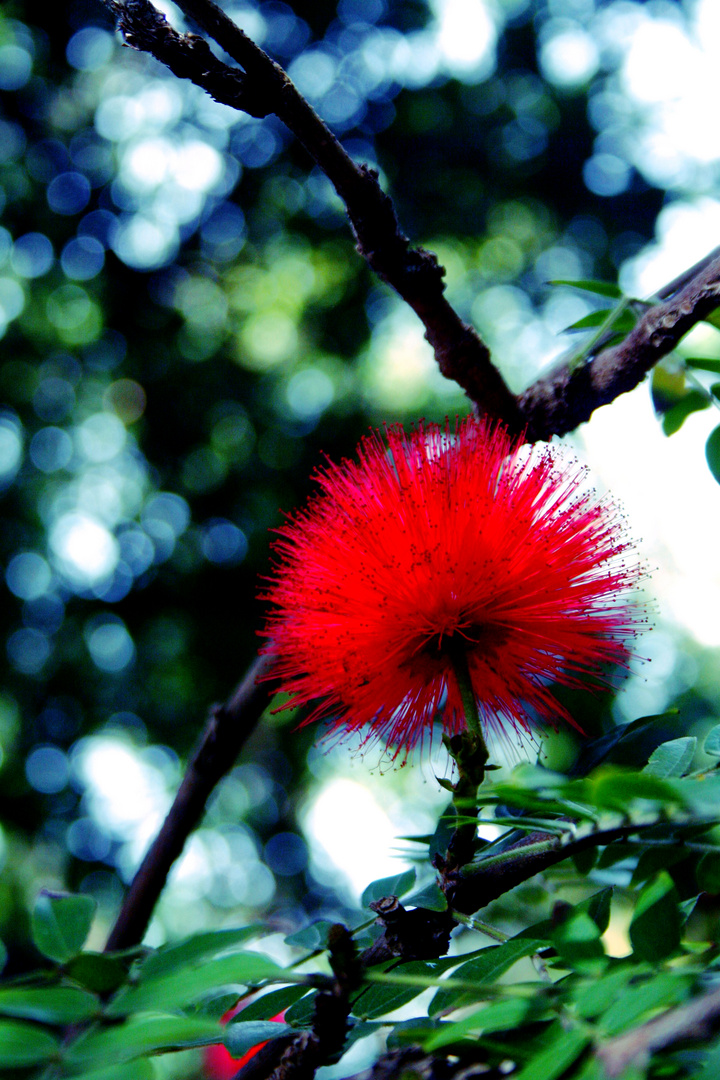 im Botanischen Garten/Puerto de la Cruz