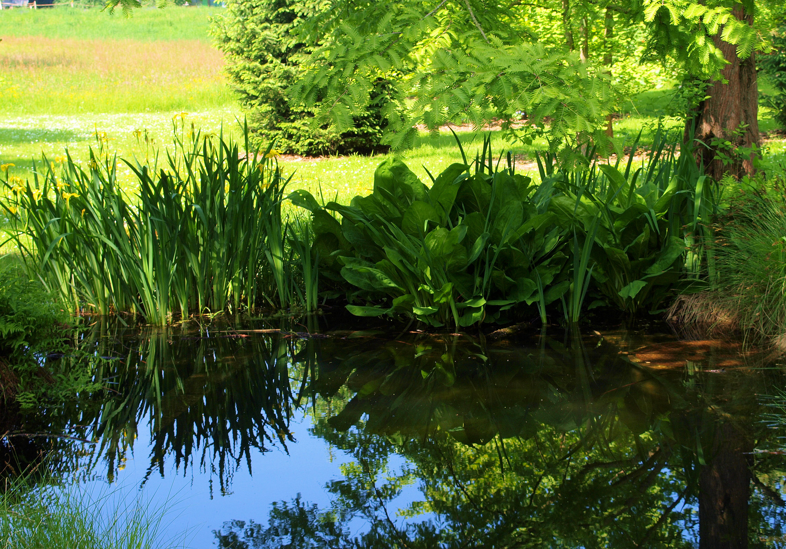 Im Botanischen Garten...zum Spiegeltag…